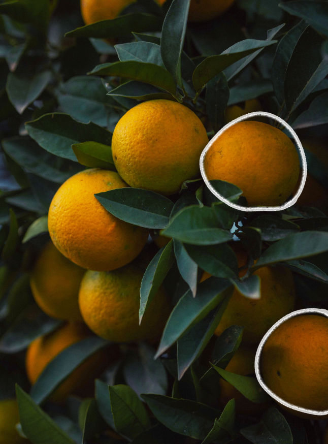 Uma imagem de laranjas, com as suas imperfeições naturais a simbolizar que os erros são uma parte valiosa do processo de aprendizagem.