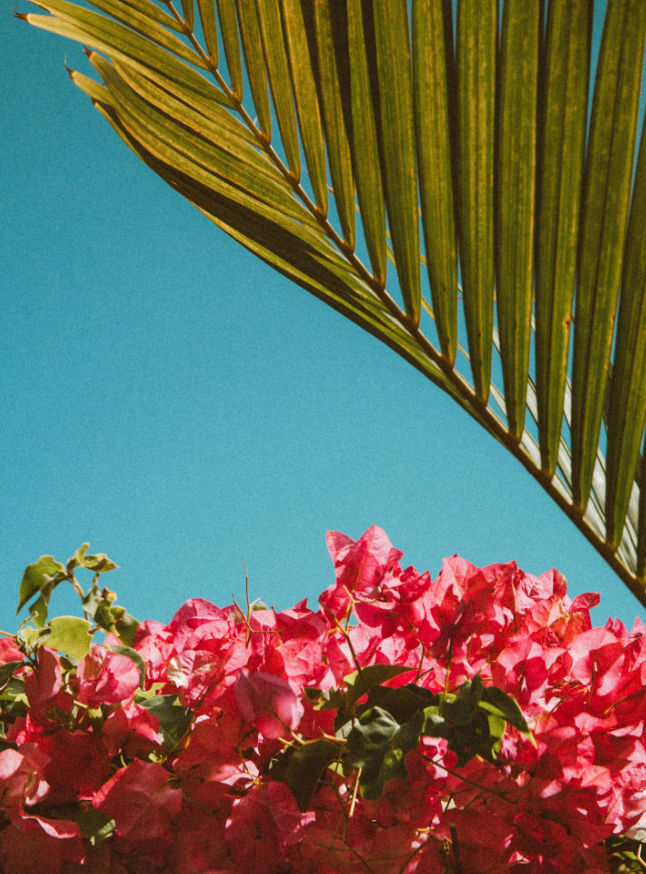 Uma fotografia de plantas a enfatizar a sua beleza natural e um sentido de execução aperfeiçoada.