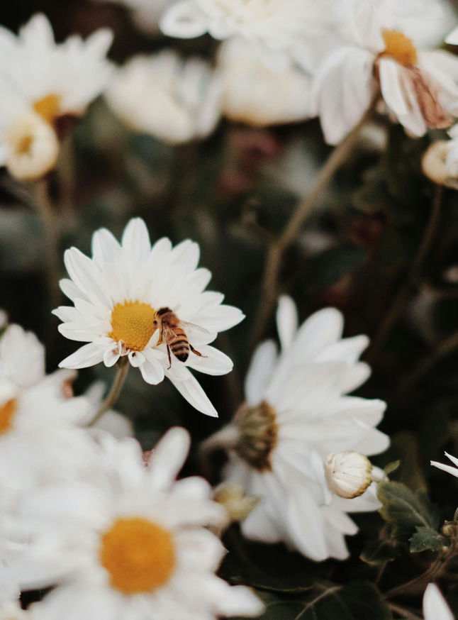 Abelha a recolher pólen numa flor, ilustrando o nosso foco na precisão e na execução com primor para resultados refinados e essenciais.