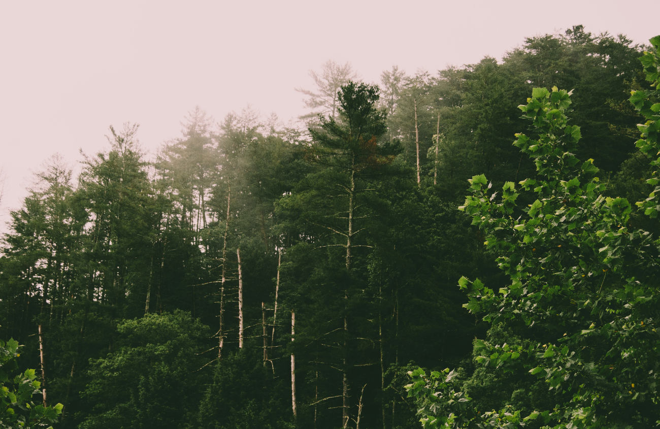 Imagem de uma floresta densa, onde a predominância do verde cria um impacto visual silencioso e uma atmosfera de profunda calma.