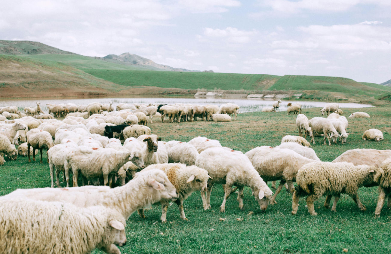 Ovelhas em grupo, a pastar livremente num vasto campo. Ilustração de um ambiente autêntico e sem restrições.