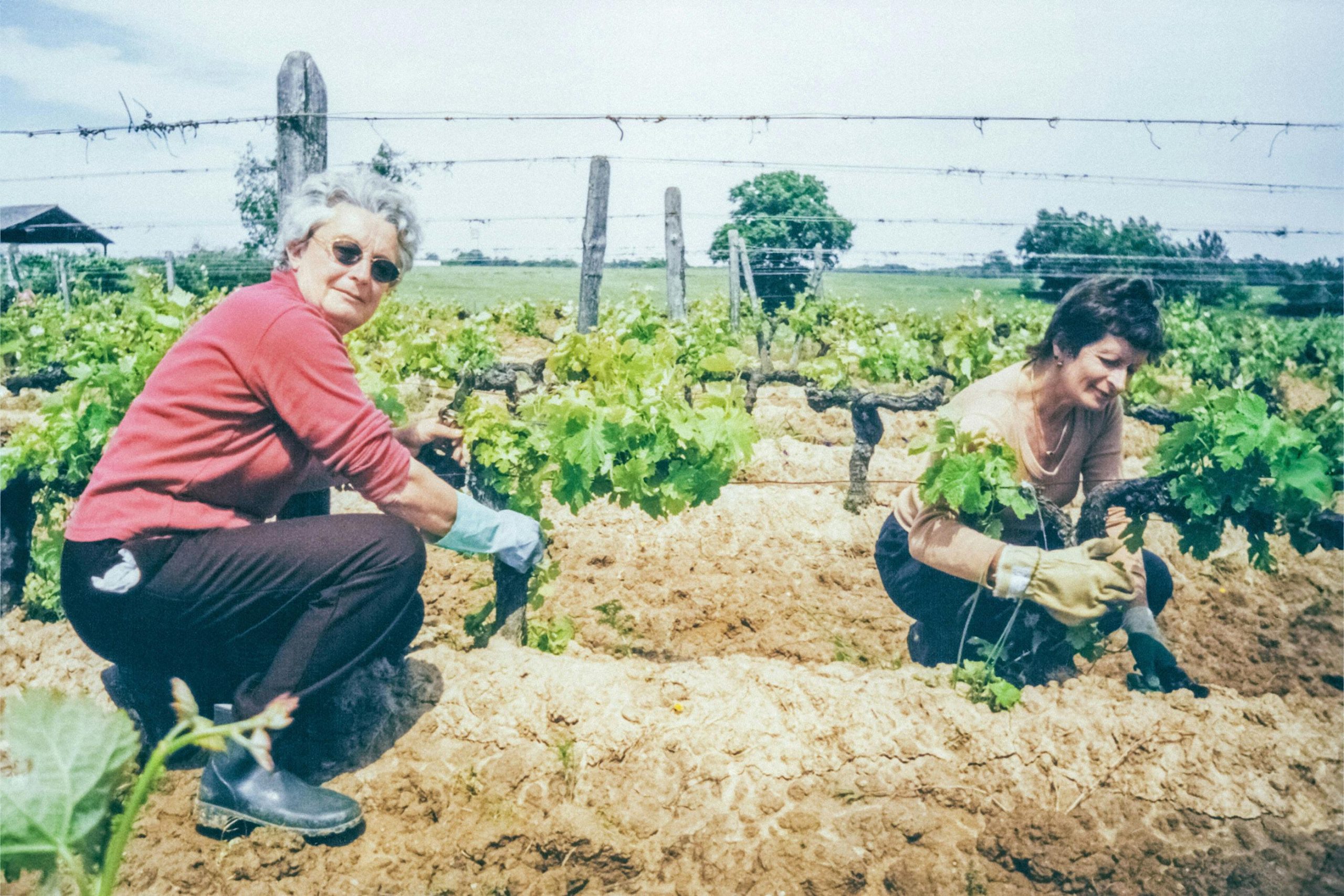 Imagem de duas mulheres numa vinha, no processo de recolha manual de uvas maduras. Representação do trabalho e qualidade do produto final.